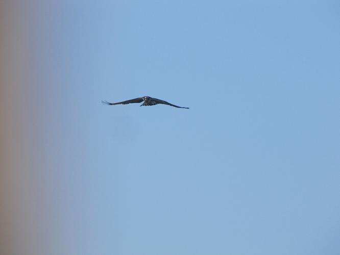 Falco pescatore